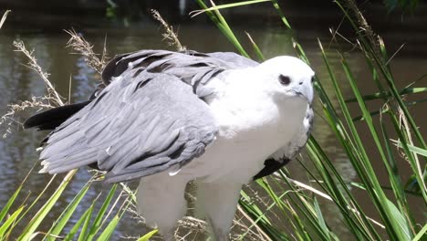 bird cleans feathers near a water body