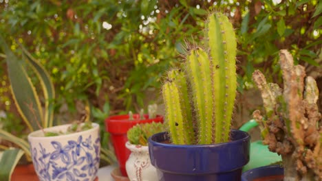 potted cactus plants outside the garden. close-up shot