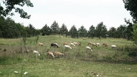 Pequeño-Rebaño-De-Ovejas-Y-Cabras-En-El-Valle-Natural