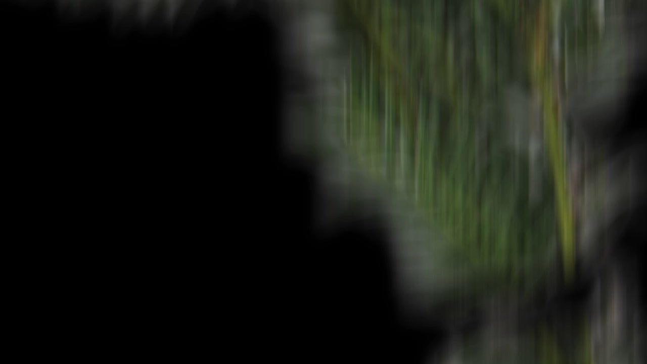 Close-up of a blurred plant