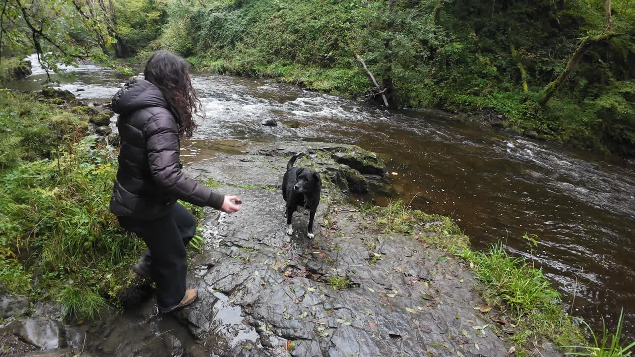 A dog eagerly plays by a river's edge surrounded by lush greenery in Brecon Beacons. Overcast skies cast a calm mood in this tranquil forest setting, highlighting nature's beauty