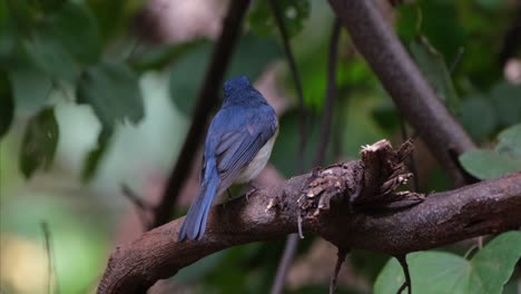 seen from its back facing left while the camera zooms out and slides to the right, indochinese blue flycatcher cyornis sumatrensis male, thailand