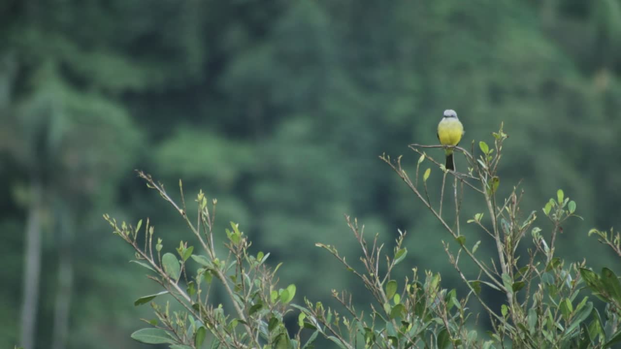 Yellow bird in the ancient Tairona site of Ciudad Perdida, deep in the Sierra Nevada de Santa Marta, Colombia