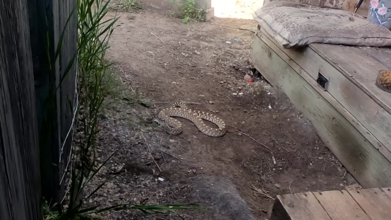 Bullsnake slithering around in the backyard of a home in the country