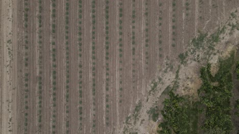 agriculture ploughed dry and dusty farm crop, drone bird's eye view