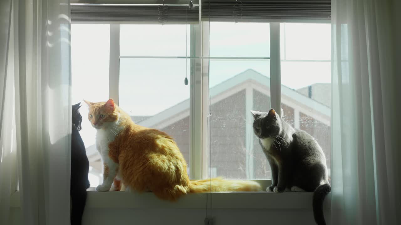 Three domestic cats on a window ledge, one partly hidden behind a white curtain