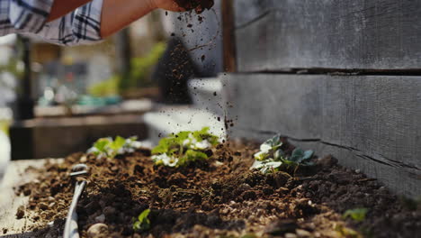 planting strawberries