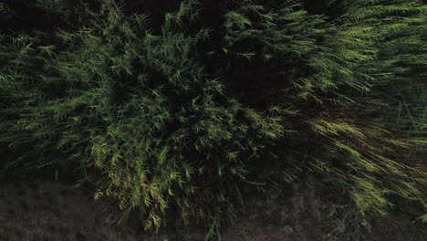Aerial---Cinematic-zoom-out-shot-of-Shrubs