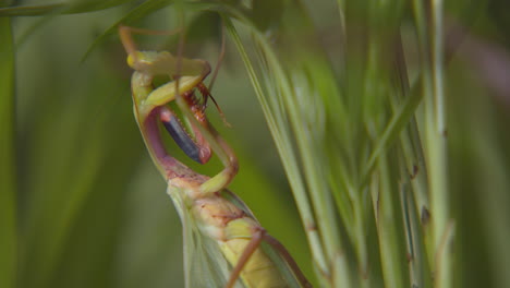 close up of praying mantis eating leaves of plant