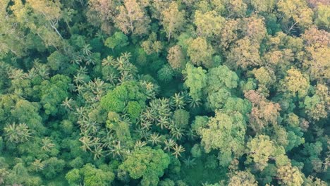 Una-Vista-Panorámica-De-Un-Exuberante-Bosque-Verde-Desde-Arriba