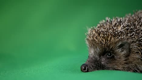 3d animation showing the anatomy of a hedgehog, highlighting its body structure, organs, and unique features