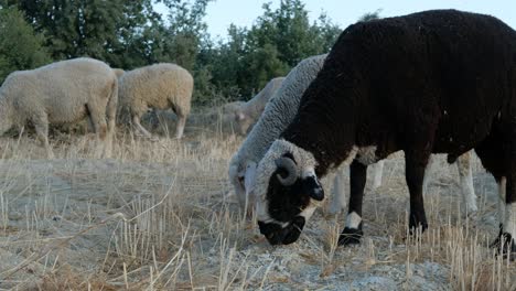 Schafe-Grasen-Auf-Der-Weide