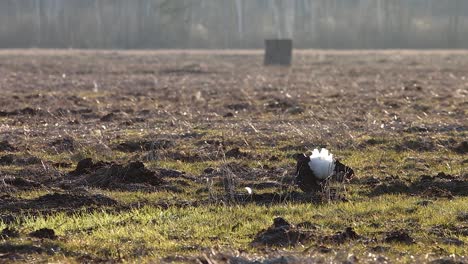 black grouse breeding lek fight in early morning