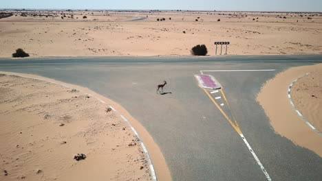 Eine-Luftaufnahme-Einer-Wüste-Mit-Einer-Antilope,-Die-Die-Straße-überquert