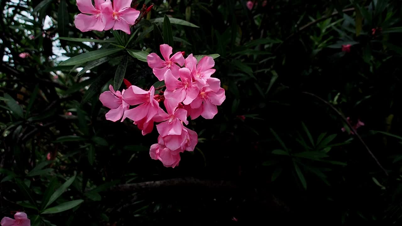 협죽도 꽃은 아름답지만 독이다