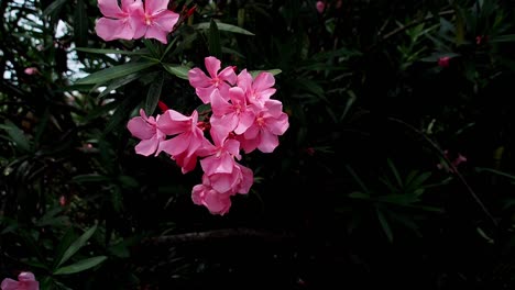 Oleanderblüten-Sind-Schön,-Aber-Giftig