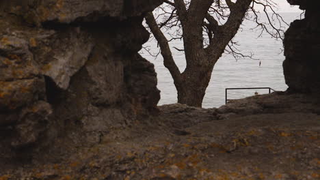 Stetige-Aufwärtsbewegung-Der-Kamera,-Die-Einen-Baum-Im-Fenster-Einer-Alten-Steinmauer-Zeigt