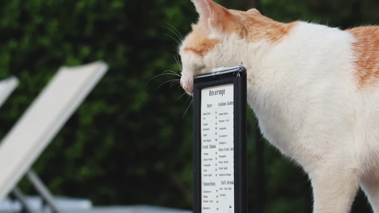 An orange and white cat rubs its face against a metronome in an outdoor setting.