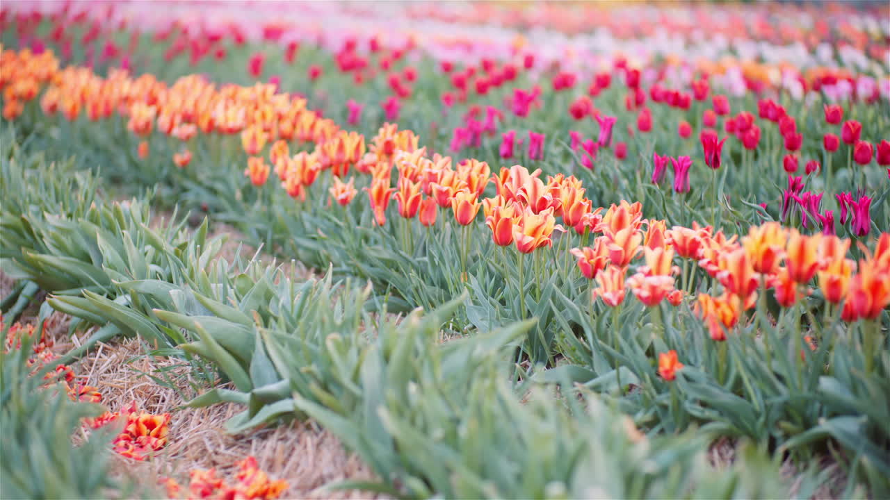 Neatly Planted Tulip Fields in Bloom