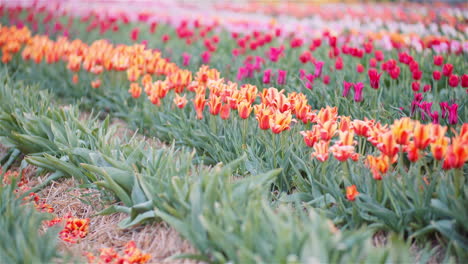 neatly planted tulip fields in bloom