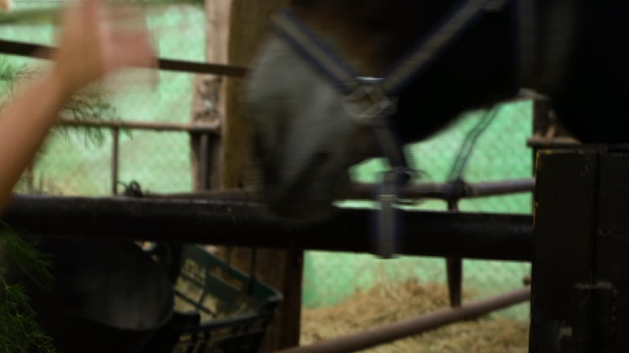 Girl Feeding And Taking Care Of Horse in Farm House