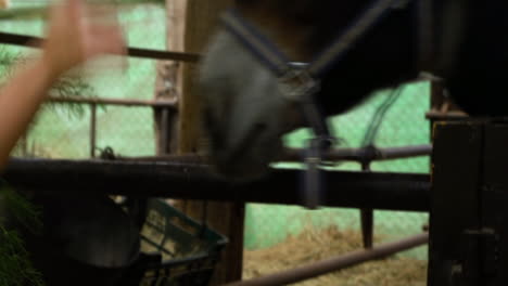 girl feeding and taking care of horse in farm house