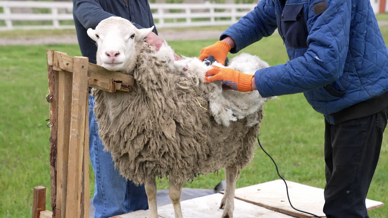 Farmer shearing sheep in corral