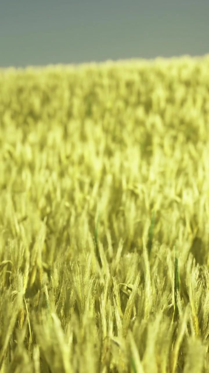 Un campo di grano luminoso si estende sotto un cielo sereno durante un pomeriggio soleggiato.