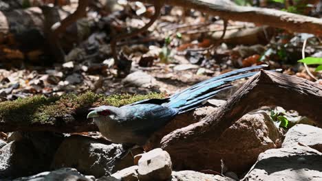 green-billed malkoha, phaenicophaeus tristis, kaeng krachan national park, thailand