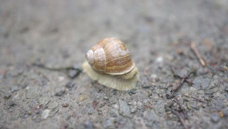 Die-Schnecke-Kommt-Aus-Ihrem-Haus,-Um-Ihre-Reise-Fortzusetzen