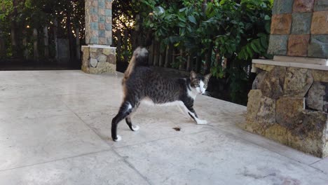 short tailed cat grey and white fur blue eyes stretching and playing asian breed