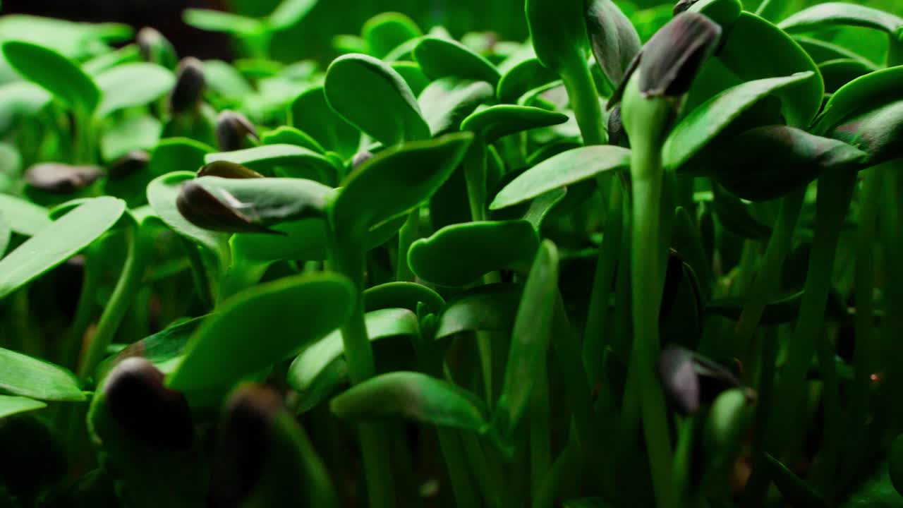 Microgreens di girasole freschi e verdi che crescono in primo piano