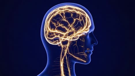 illustration of the human brain and nervous system