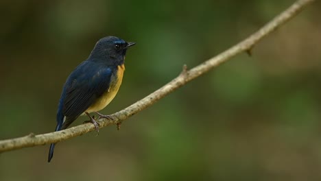 perched on a small branch seen from its right side breathing and looking up and down