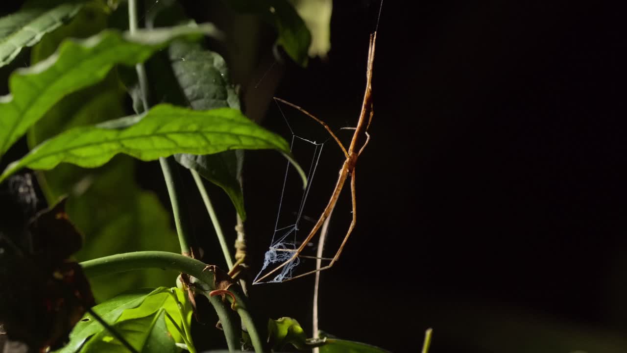 slider shot net-casting spider sosteniendo su red en los pies para atrapar a una víctima desprevenida