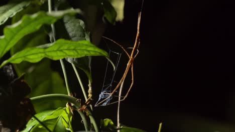 slider shot net-casting spider holding its net in the feet to trap a unsuspecting victim