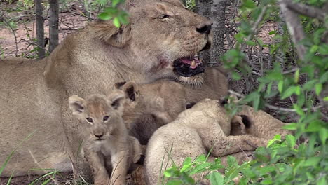 Nahansicht-Einer-Gruppe-Löwenbabys,-Die-Sich-Um-Eine-Löwin-Bewegen,-Die-Auf-Dem-Boden-Im-Greater-Kruger-Nationalpark-In-Südafrika-Liegt