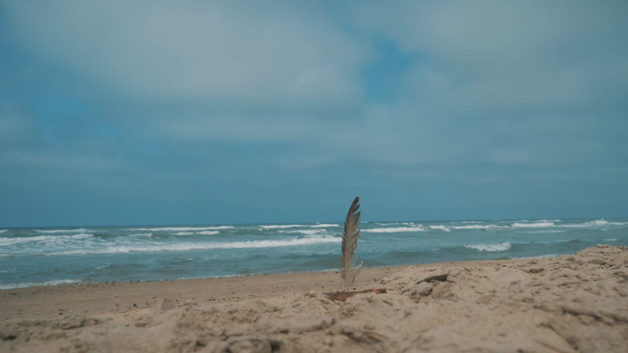 바다 앞 모래 속의 갈매기 깃털