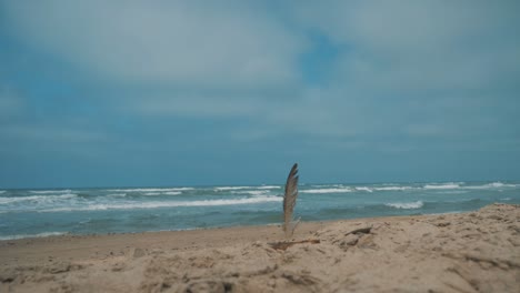 gull feather in sand in front of the ocean