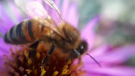 Close-Up-Macro-Shot-of-a-Honey-Bee-on-a-Garden-Flower-3