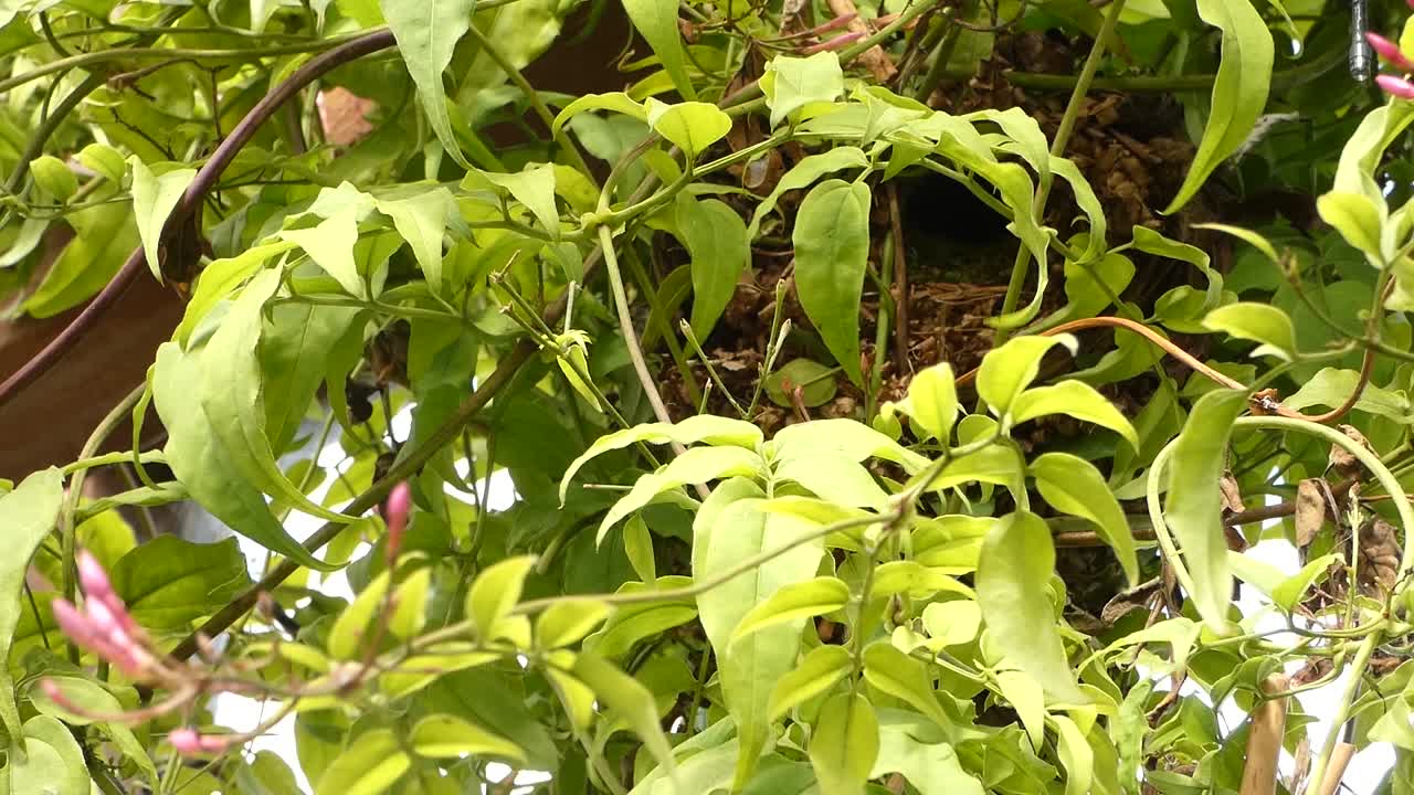 성인 수 ⁇  원 ⁇ 이 가 새로 만든 둥지 에서 날아나온다