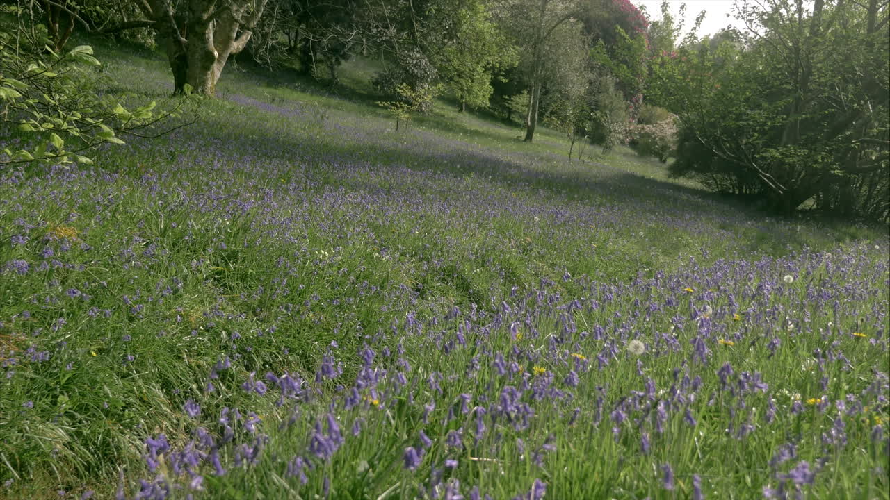 cientos de hermosas campanillas que cubren las laderas del valle arbolado en los jardines de glendurgan, cornualles