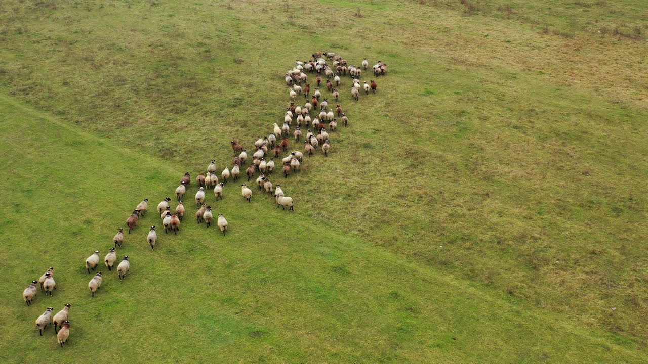 Herd of sheep moving. Flock of sheep on a meadow. Group of domestic animals on field. Aerial view. Livestock concept.
