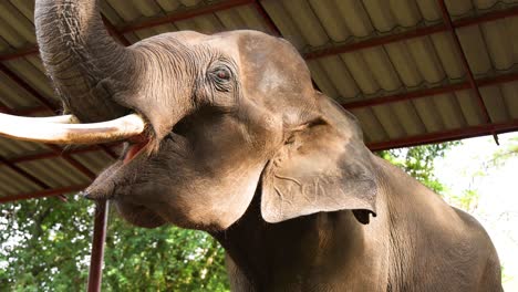 an elephant feeding itself with its trunk.