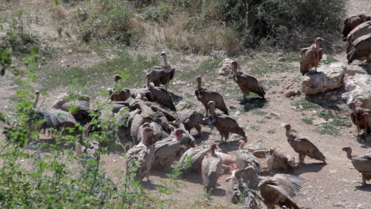 A large colony of griffon vultures feeding on a pig, in Burgos, Castilla y León, Spain