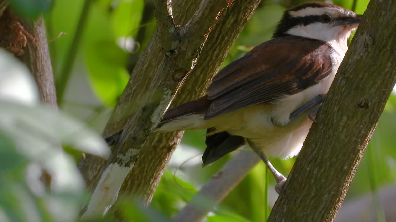 A Bicolored Wren perches gracefully atop a tree in the lush Coffee Axis Region of Colombia, blinking and curiously surveying its surroundings