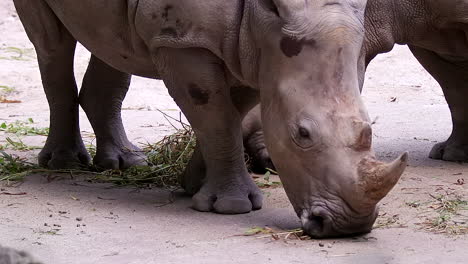 white rhino feeding on grass