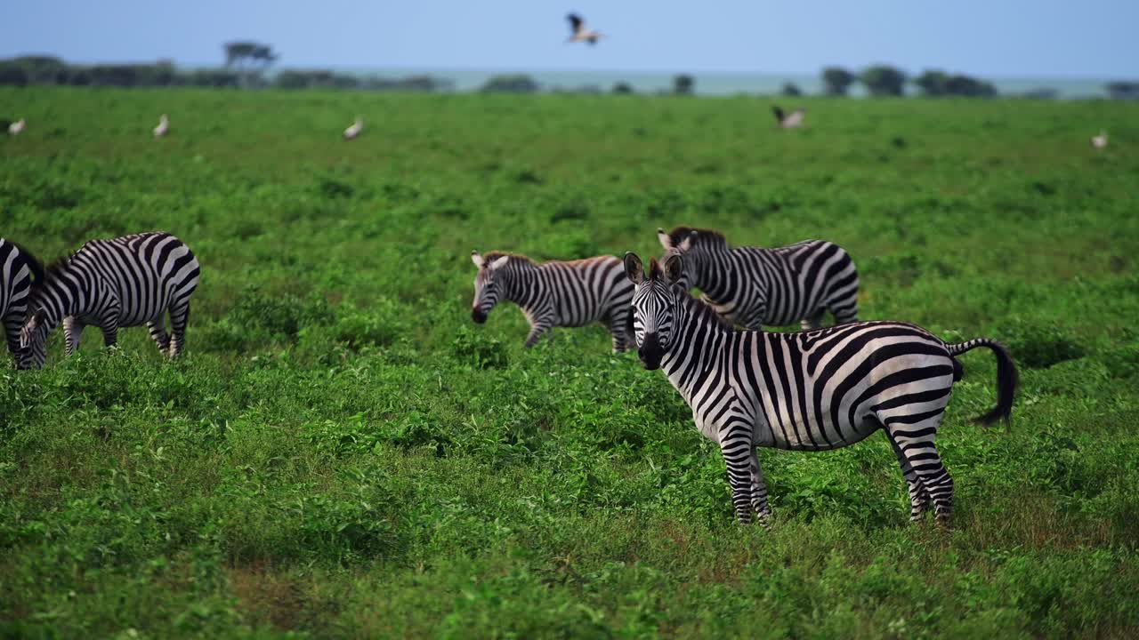 Zebra delle pianure che defeca guardando la telecamera e scuotendo la testa mentre la sua mandria passa da dietro nelle praterie del Serengeti in Tanzania.