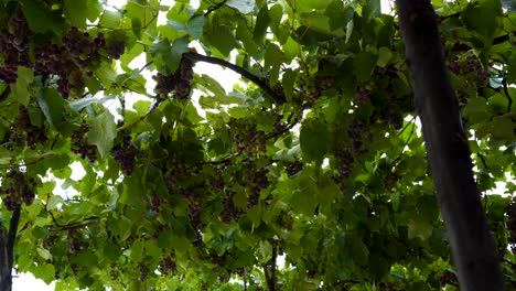 Grapes-and-green-leaves-waving-by-light-breeze-after-a-raining-morning-on-terrace
