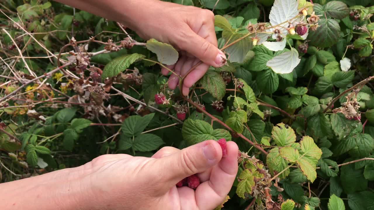 manos femeninas recogiendo frambuesas silvestres del arbusto de frambuesas y mostrando bayas en su mano abierta